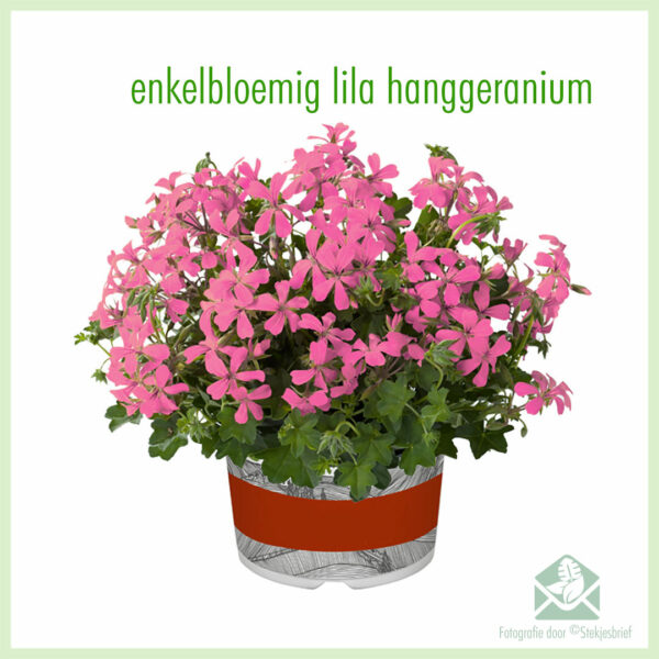 Hanggeranium enkelbloemig kleur lila geworteld stekjes kopen