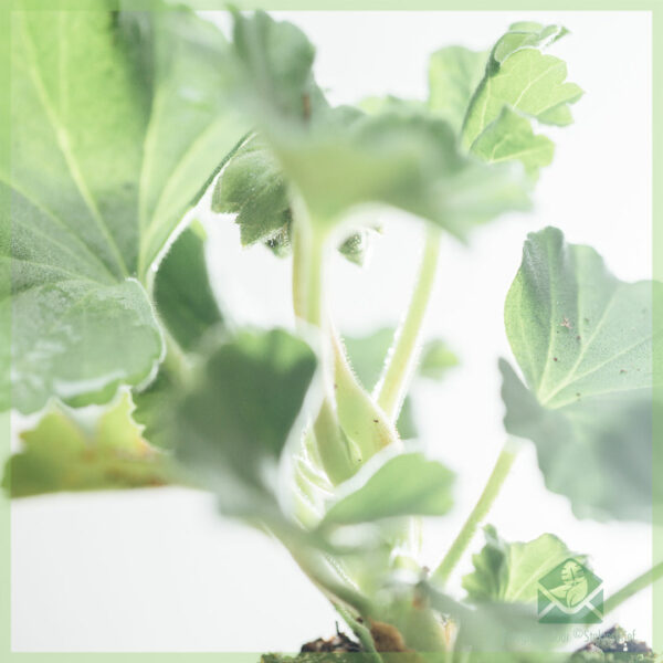 Hanggeranium enkelbloemig kleur lila geworteld stekjes kopen