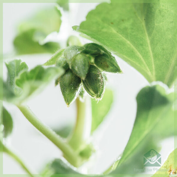 Hanggeranium enkelbloemig kleur rood geworteld stekjes kopen