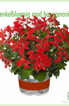 Acheter des boutures de géranium suspendu à une seule fleur de couleur rouge