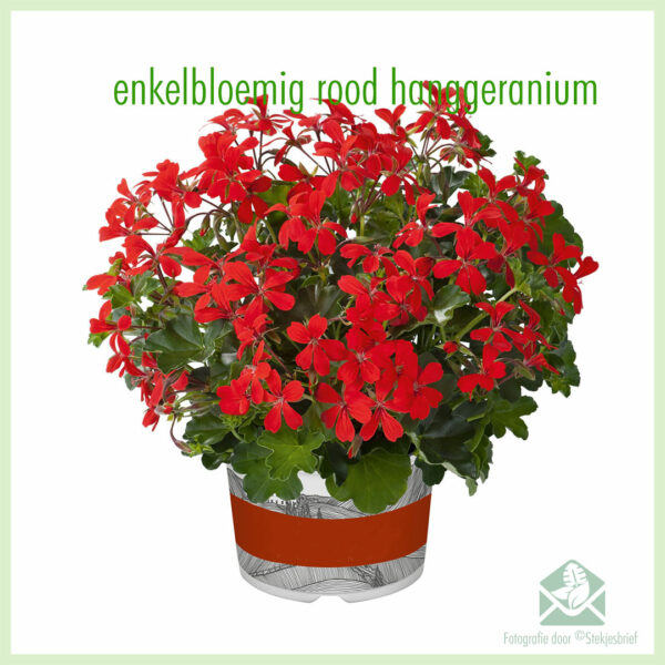 Hanggeranium enkelbloemig kleur rood geworteld stekjes kopen