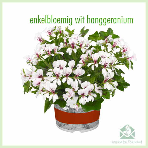 Hanggeranium enkelbloemig kleur wit geworteld stekjes kopen