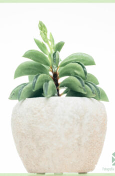 اشتر Peperomia Fire Sparks