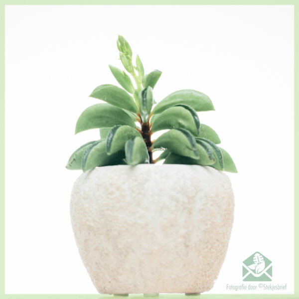 اشتر Peperomia Fire Sparks