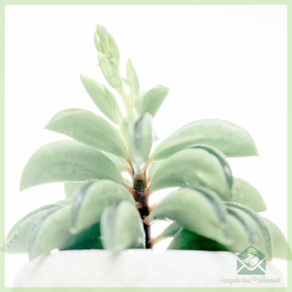 اشتر Peperomia Fire Sparks