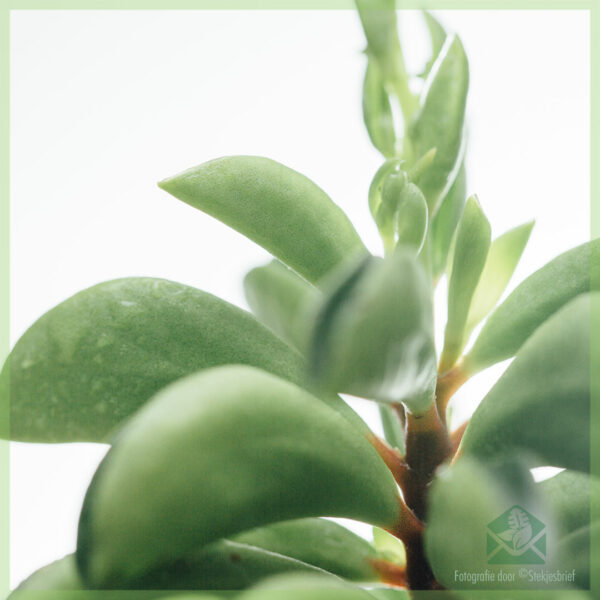 Buy Ignis Scintillae Peperomia