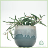 Peperomia Nevada kopen