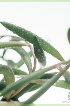 Acheter Peperomia Nevada