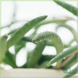 Peperomia Nevada kopen