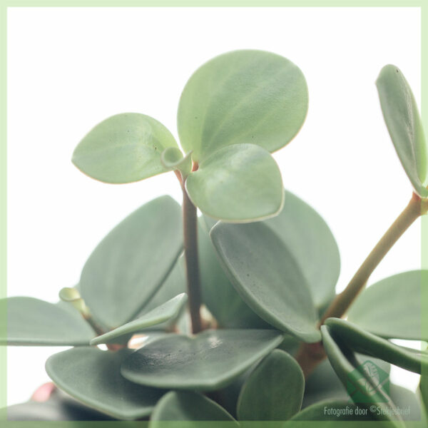 ซื้อ Peperomia Tetraphylla Hope