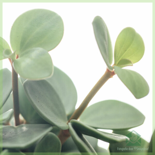 购买 Peperomia Tetraphylla Hope