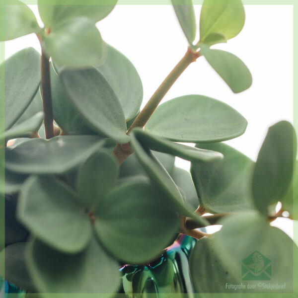 اشتر Peperomia Tetraphylla Hope