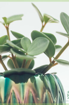 Blej Peperomia Tetraphylla Hope