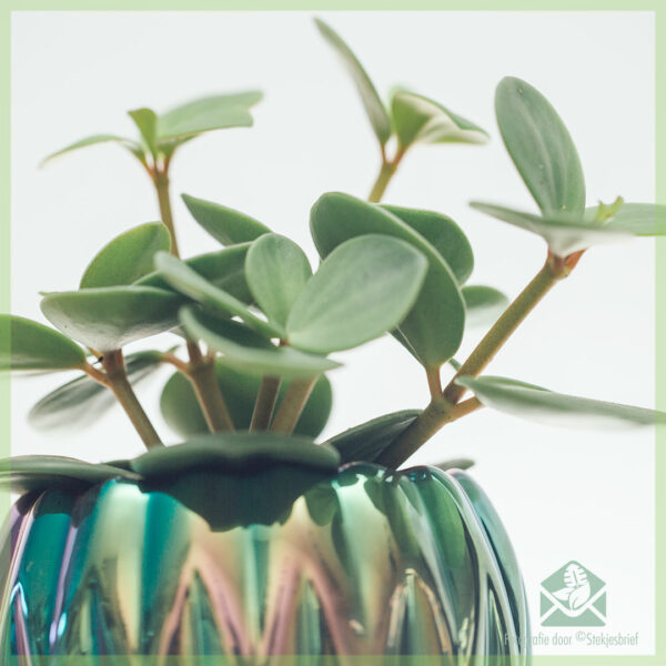 Купіць Peperomia Tetraphylla Hope