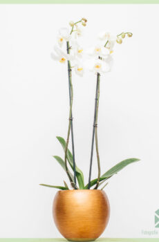 Orchidée Phalaenopsis blanche Nova acheter