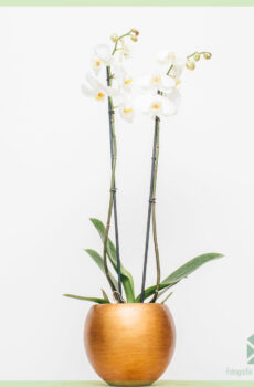 Ceannaich Phalaenopsis orchid white Nova