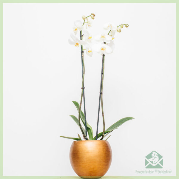 Phalaenopsis ορχιδέα λευκή Nova αγορά