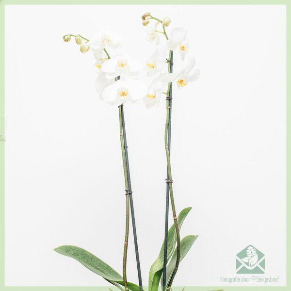 Фаленопсис орхидея бяла Нова купувам