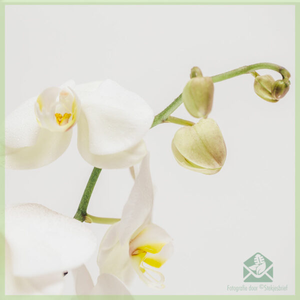 Фаленопсис орхидея бяла Нова купувам