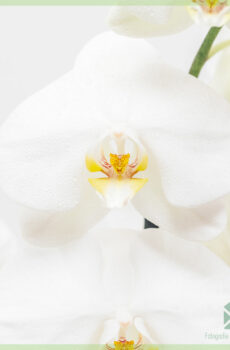 Anggrek Phalaenopsis putih Nova tuku