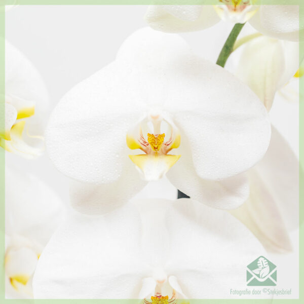 Phalaenopsis orchidee white Nova kopen