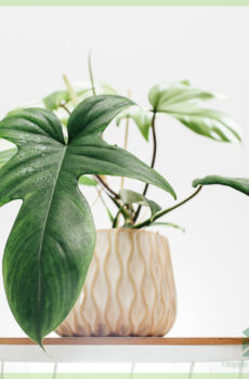 Kupnja i njega Philodendron Florida Green