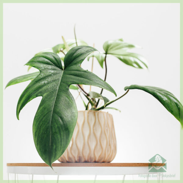 購買和照顧 Philodendron Florida Green