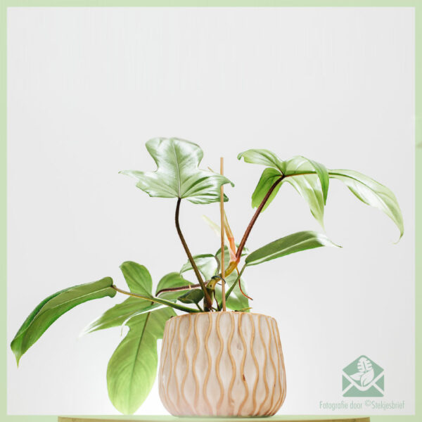 購買和照顧 Philodendron Florida Green