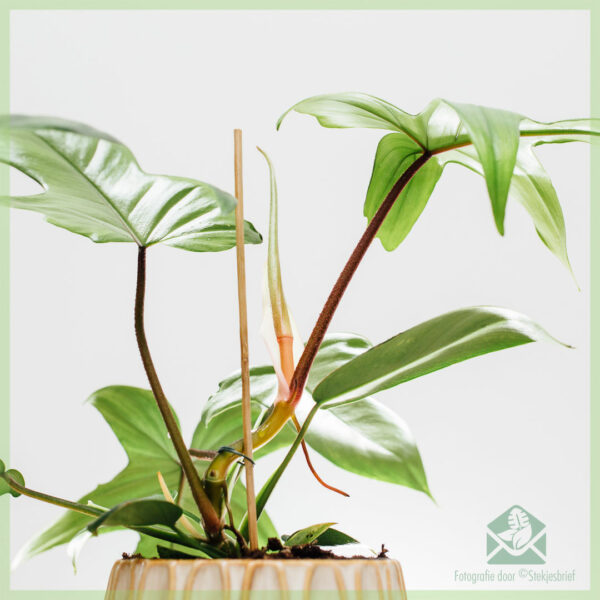 Купуване и грижа за Philodendron Florida Green