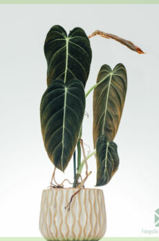 köp philodendron melanochrysum