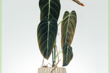 cumpara philodendron melanochrysum