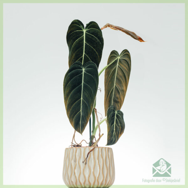 achte philodendron melanochrysum