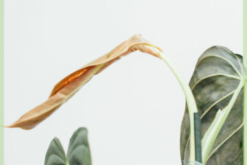philodendron melanochrysum kopen