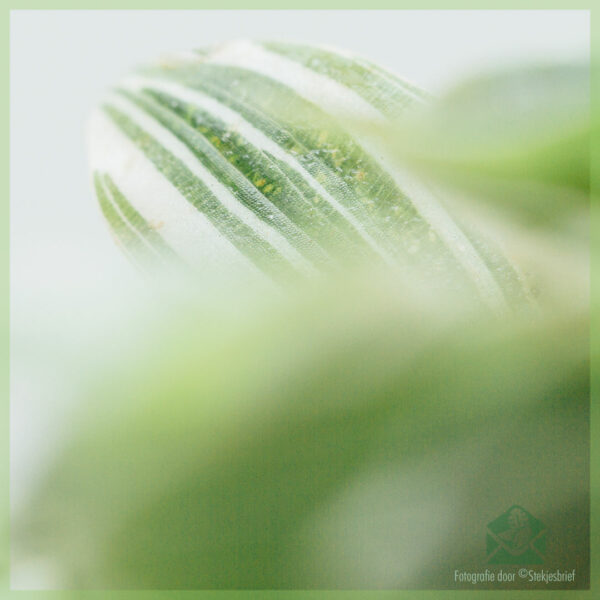 Tradescantia White Joy kopen