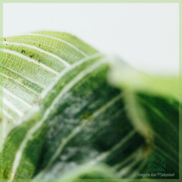 Tradescantia White Joy kopen