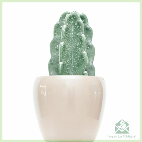 Buying and caring for seamless cactus