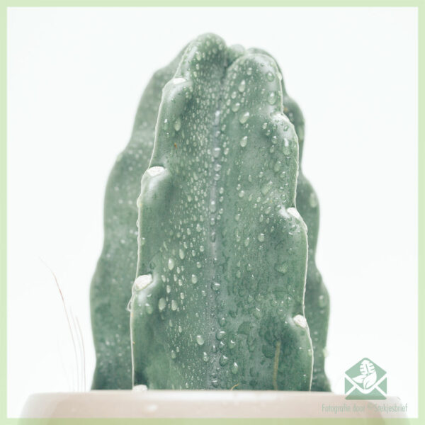 Naadloze cactus kopen en verzorgen