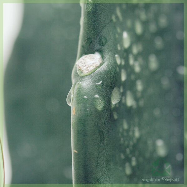 A 'ceannach agus a' toirt cùram dha cactus fuaigheil