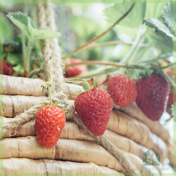 Kabéh nu peryogi kauninga ngeunaan tumuwuh strawberries