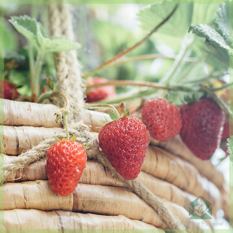 Tout ce que vous devez savoir sur la culture des fraises