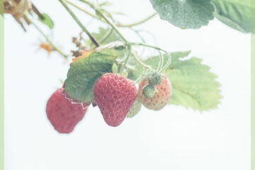 你需要知道的關於種植草莓的一切