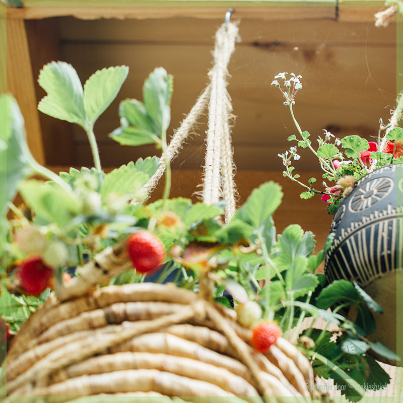 Alles wat je moet weten over het telen van aardbeien