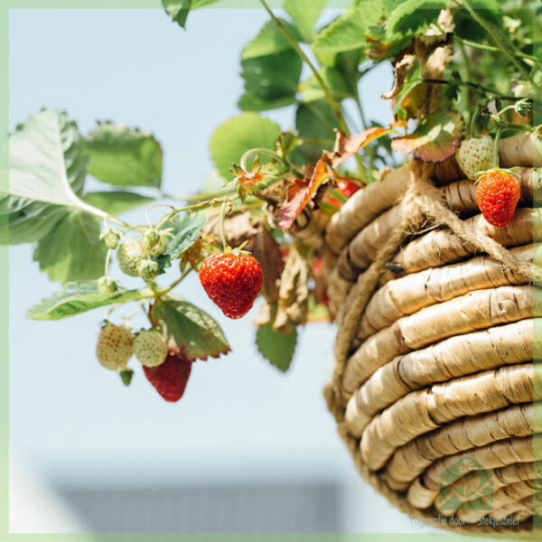 你需要知道的關於種植草莓的一切