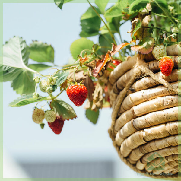 Alles wat je moet weten over het telen van aardbeien
