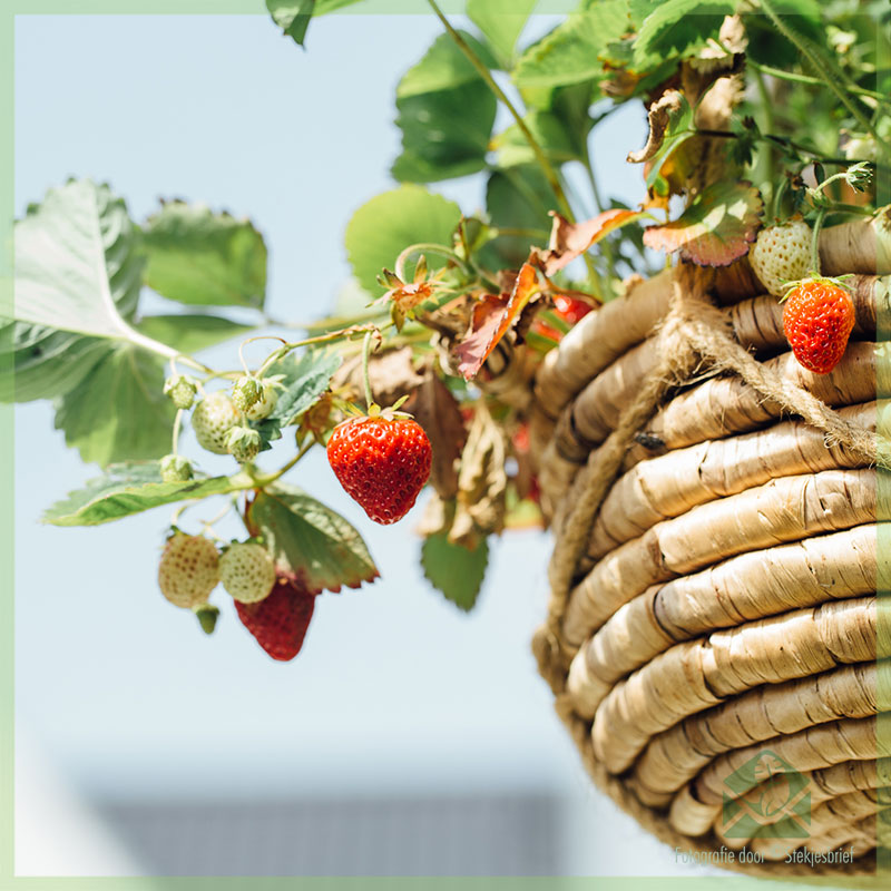 Alles wat je moet weten over het telen van aardbeien