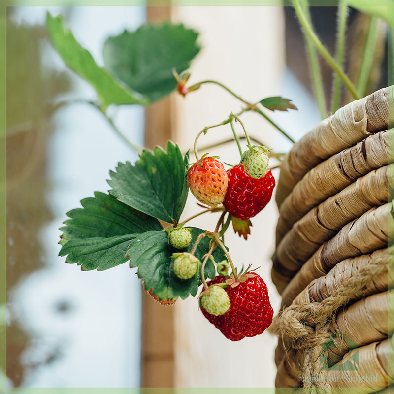 वाढत्या स्ट्रॉबेरीबद्दल आपल्याला माहित असणे आवश्यक असलेली प्रत्येक गोष्ट