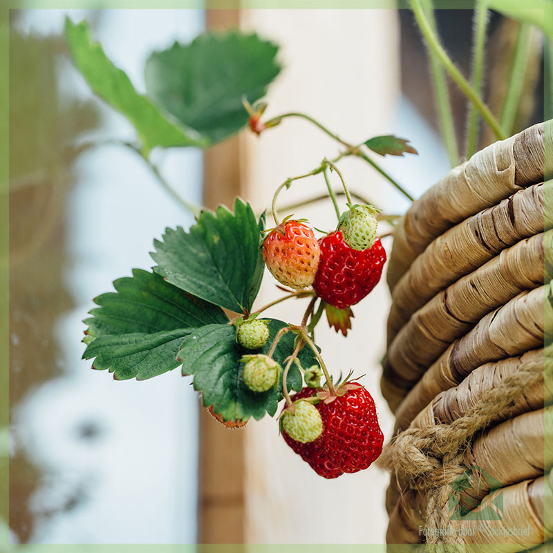 Alles wat je moet weten over het telen van aardbeien