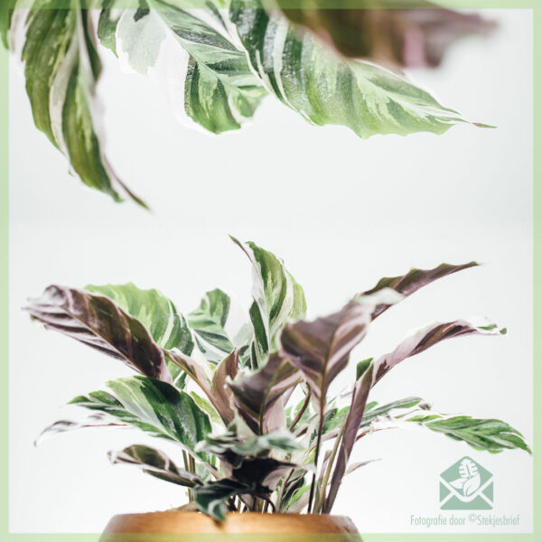 Hokona me te tiaki mo Calathea White Fusion