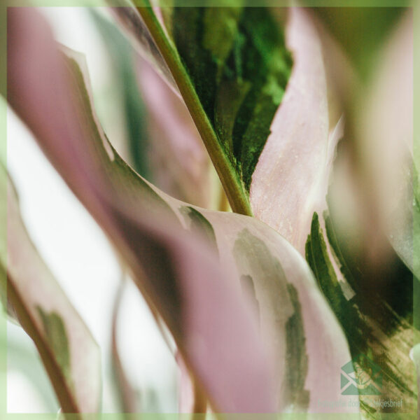 Tuku lan ngurus Calathea White Fusion