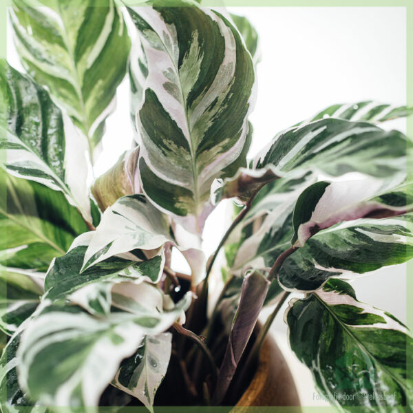 Calathea White Fusion خریدیں اور دیکھ بھال کریں۔